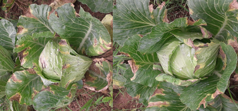 A side by side comparison of AD+NPK (left) and AD Slurry (right) treated cabbages at 9 weeks old.
