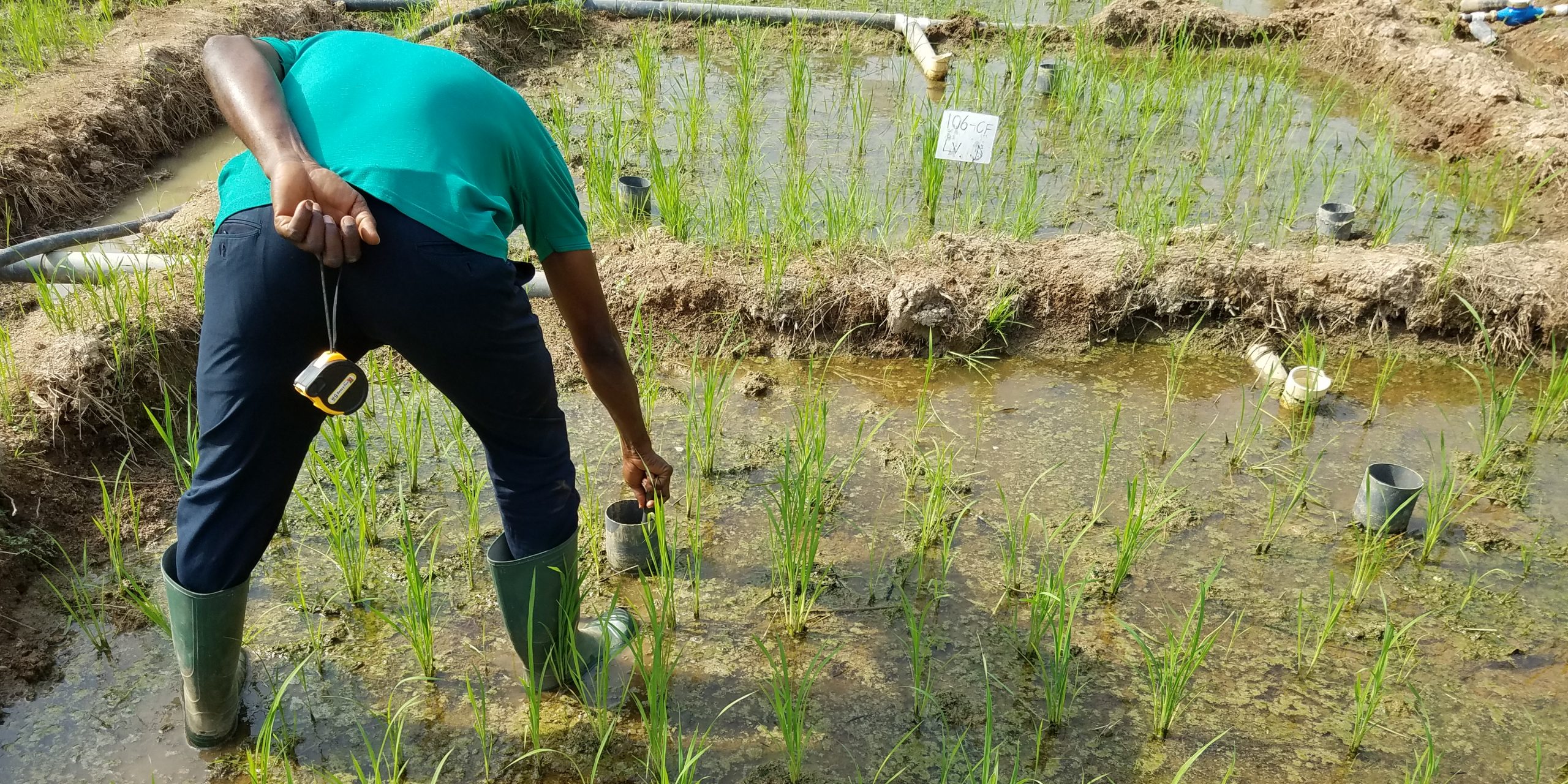 Rice field trails