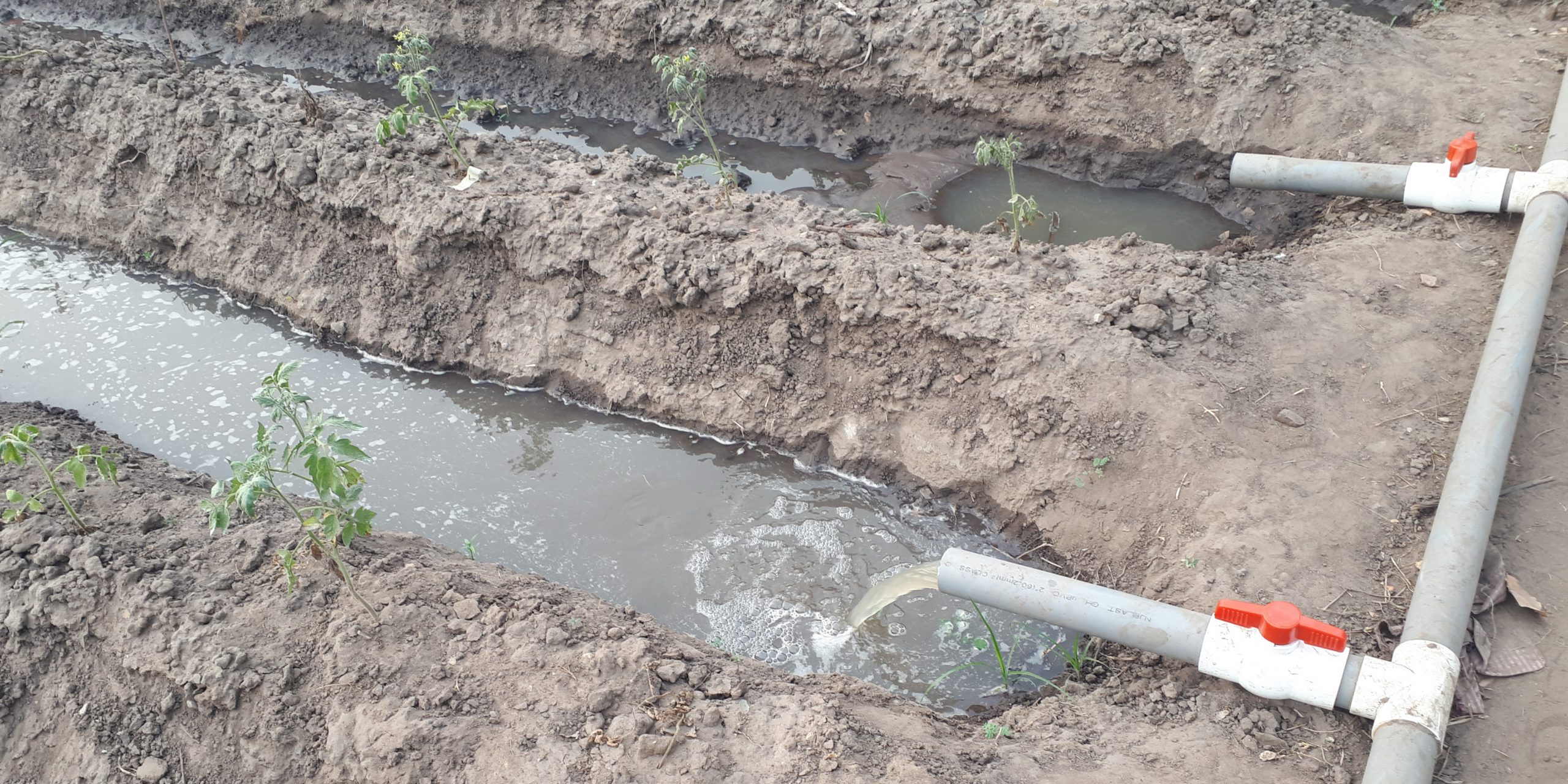 Irrigating tomatoes in Ghana