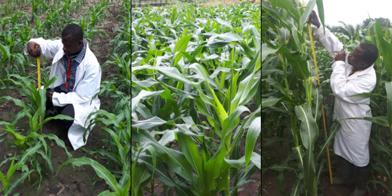 Gilbert Osei measuring crop growth at CSIR-IIR