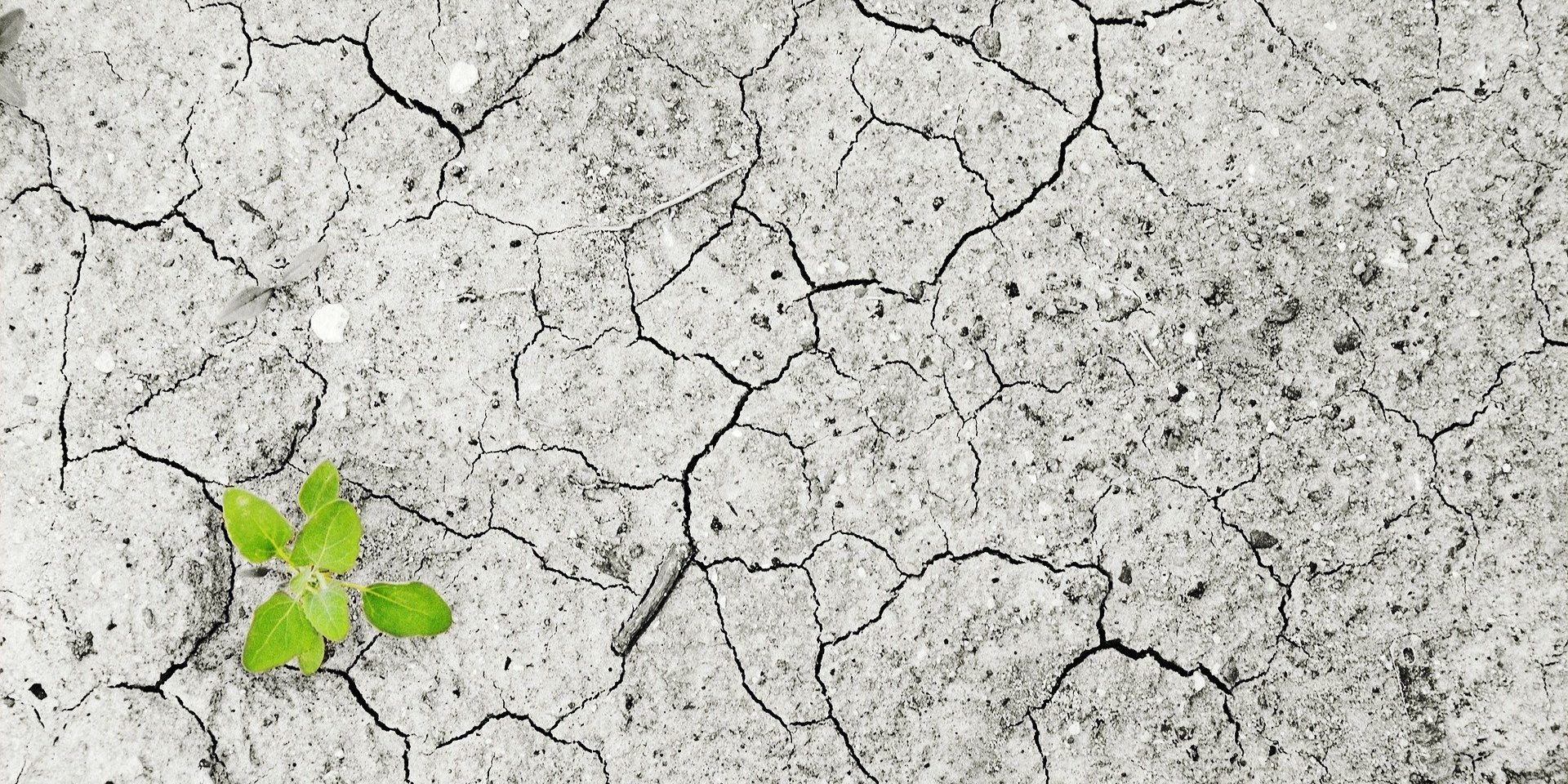 Dry cracked earth with an emerging green sprout